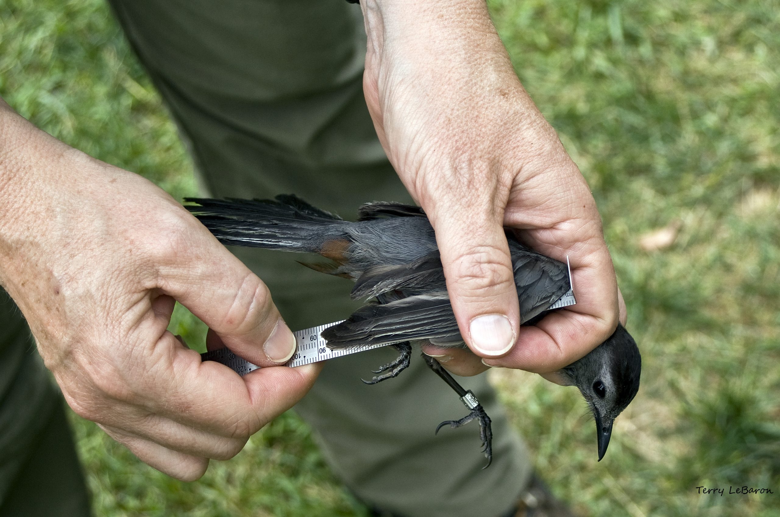 Inclusion in Birding | News, Sports, Jobs - Times Observer